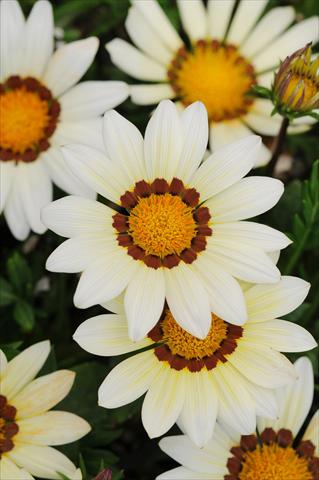 photo of flower to be used as: Bedding / border plant Gazania rigens New Day F1 White