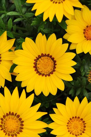 photo of flower to be used as: Bedding / border plant Gazania rigens New Day F1 Yellow