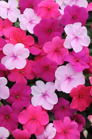 photo of flower to be used as: Pot and bedding Impatiens walleriana Impreza™ Passion Mixture