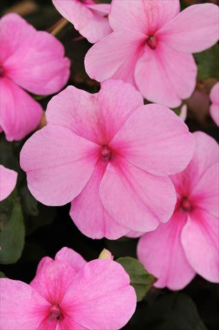 photo of flower to be used as: Pot and bedding Impatiens walleriana Impreza™ Pink