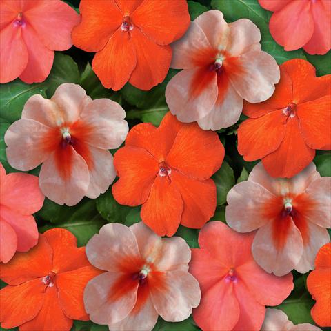 photo of flower to be used as: Pot and bedding Impatiens walleriana Super Elfin™ XP Sedona Mixture