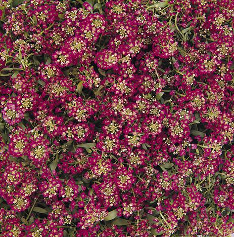 photo of flower to be used as: Pot and bedding Lobularia maritima Easter Bonnet Deep Rose