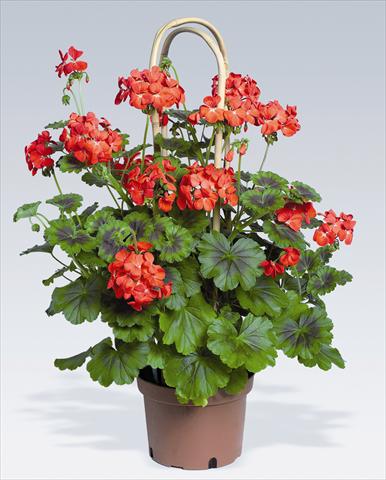 photo of flower to be used as: Pot, bedding, patio Pelargonium zonale pac® Antik Scarlet