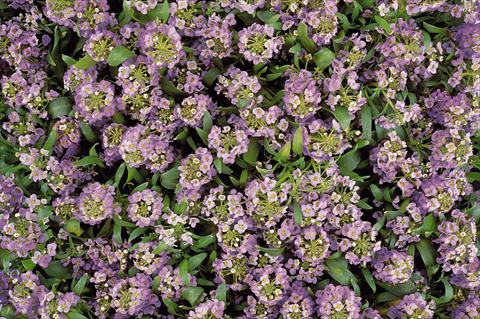 photo of flower to be used as: Pot and bedding Lobularia maritima Easter Bonnet Lavender