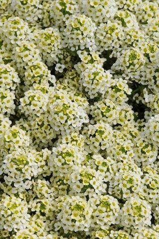 photo of flower to be used as: Pot and bedding Lobularia maritima Easter Bonnet Lemonade