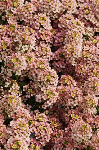 photo of flower to be used as: Pot and bedding Lobularia maritima Easter Bonnet Peach