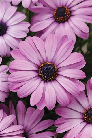 photo of flower to be used as: Pot and bedding Osteospermum ecklonis Akila Lavender Shades