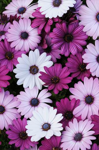 photo of flower to be used as: Pot and bedding Osteospermum ecklonis Akila Mixture
