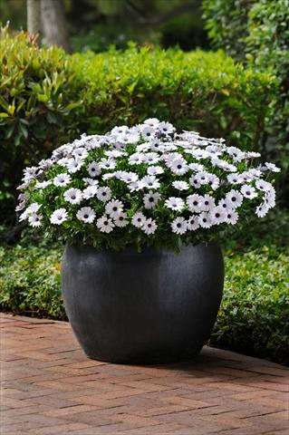 photo of flower to be used as: Pot and bedding Osteospermum ecklonis Akila White