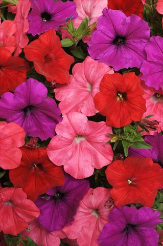 photo of flower to be used as: Pot, bedding, patio, basket Petunia x hybrida Easy Wave™ South Beach Mixture