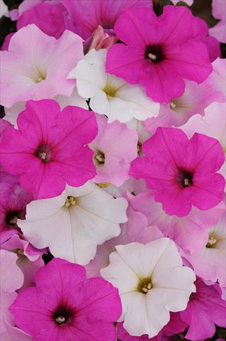 photo of flower to be used as: Pot, bedding, patio, basket Petunia x hybrida Easy Wave™ Sweet Tart Mixture
