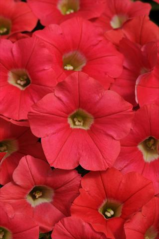 photo of flower to be used as: Pot, bedding, patio, basket Petunia x hybrida Shock Wave™ Coral Crush