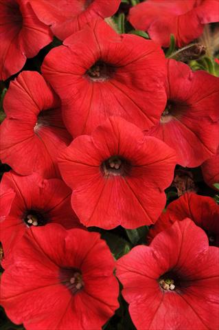 photo of flower to be used as: Pot, bedding, patio, basket Petunia x hybrida Shock Wave™ Red