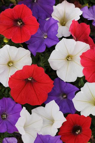 photo of flower to be used as: Pot, bedding, patio, basket Petunia x hybrida Shock Wave™ Volt Mixture