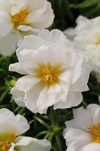 photo of flower to be used as: Bedding, patio, basket Portulaca Happy Hour Coconut