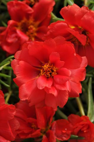 photo of flower to be used as: Bedding, patio, basket Portulaca Happy Hour Deep Red