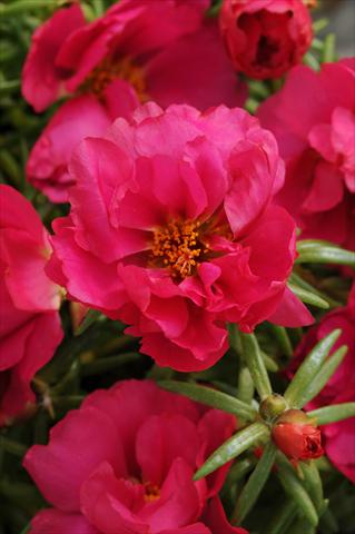 photo of flower to be used as: Bedding, patio, basket Portulaca Happy Hour Fuchsia