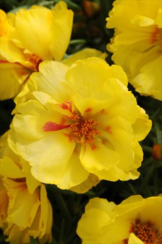 photo of flower to be used as: Bedding, patio, basket Portulaca Happy Hour Lemon