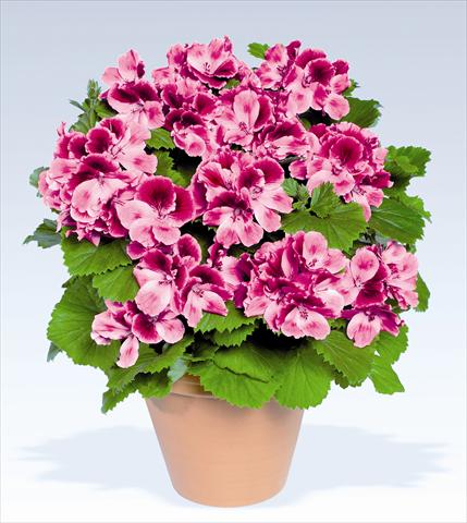photo of flower to be used as: Pot, bedding, patio Pelargonium grandiflorum pac® Aristo® Candy