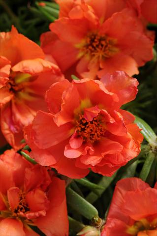 photo of flower to be used as: Bedding, patio, basket Portulaca Happy Hour Orange