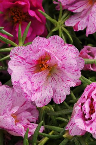 photo of flower to be used as: Bedding, patio, basket Portulaca Happy Hour Peppermint