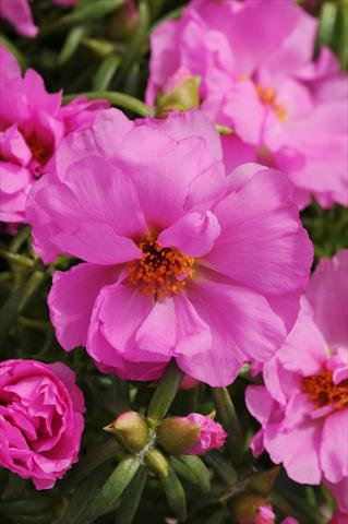 photo of flower to be used as: Bedding, patio, basket Portulaca Happy Hour Rosita