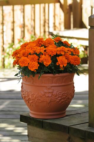 photo of flower to be used as: Bedding / border plant Tagetes patula Bonanza Deep Orange