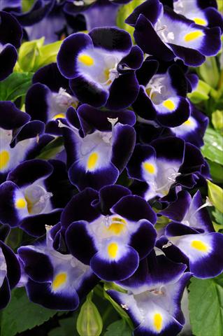 photo of flower to be used as: Pot, bedding, patio Torenia Kauai Deep Blue
