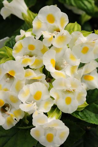 photo of flower to be used as: Pot, bedding, patio Torenia Kauai Lemon Drop