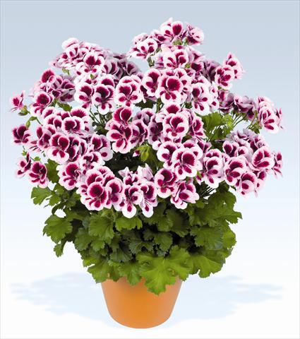 photo of flower to be used as: Pot, bedding, patio Pelargonium grandiflorum pac® Candy Flowers Bicolor