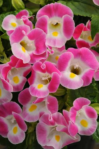 photo of flower to be used as: Pot, bedding, patio Torenia Kauai Rose