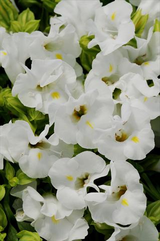 photo of flower to be used as: Pot, bedding, patio Torenia Kauai White