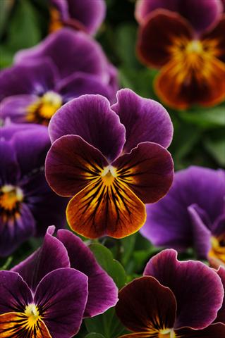 photo of flower to be used as: Pot and bedding Viola cornuta Sorbet™ Antique Shades Improved