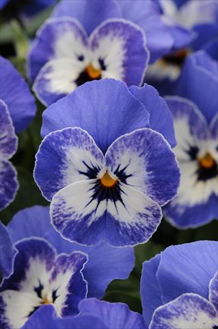 photo of flower to be used as: Pot and bedding Viola cornuta Sorbet™ Delft Blue XP