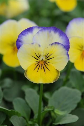 photo of flower to be used as: Pot and bedding Viola cornuta Sorbet™ Lemon Blueberry Swirl