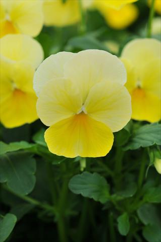 photo of flower to be used as: Pot and bedding Viola cornuta Sorbet™ Lemon Chiffon Improved