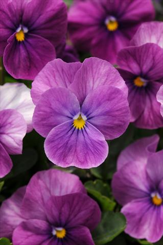 photo of flower to be used as: Pot and bedding Viola cornuta Sorbet™ Purple Ice XP Improved