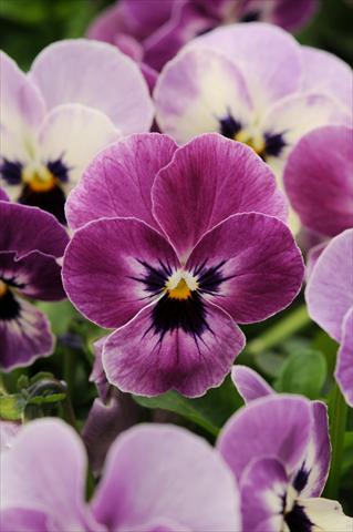 photo of flower to be used as: Pot and bedding Viola cornuta Sorbet™ Raspberry XP
