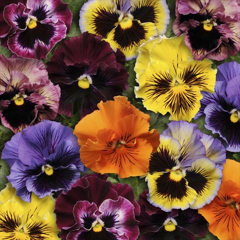 photo of flower to be used as: Pot and bedding Viola wittrockiana Frizzle Sizzle Mixture Improved