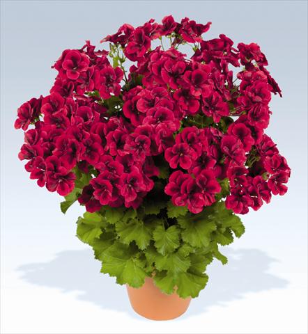 photo of flower to be used as: Pot, bedding, patio Pelargonium grandiflorum pac® Candy Flowers Bright Red