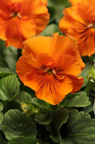 photo of flower to be used as: Pot and bedding Viola wittrockiana Frizzle Sizzle Orange