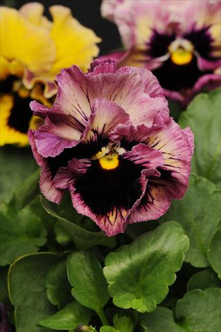 photo of flower to be used as: Pot and bedding Viola wittrockiana Frizzle Sizzle Passion Fruit