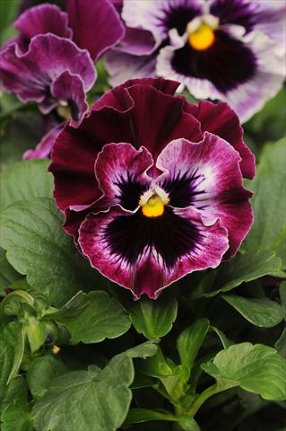 photo of flower to be used as: Pot and bedding Viola wittrockiana Frizzle Sizzle Raspberry