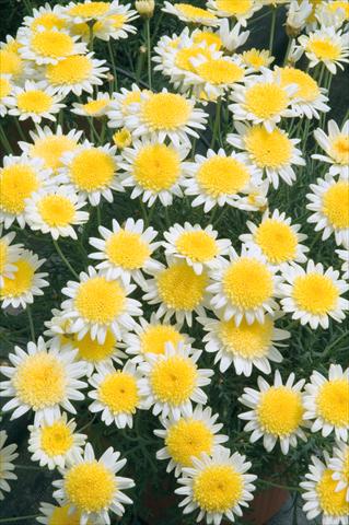photo of flower to be used as: Pot, bedding, patio Argyranthemum frutescens Daisy Crazy® Sole Mio