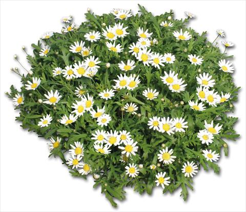 photo of flower to be used as: Pot, bedding, patio Argyranthemum Glory® White