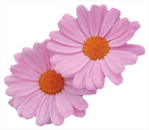 photo of flower to be used as: Pot, bedding, patio Argyranthemum frutescens Daisy Crazy® Summit Dark Pink