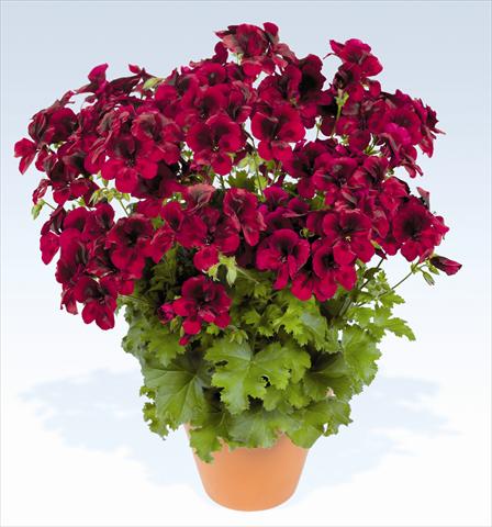 photo of flower to be used as: Pot, bedding, patio Pelargonium grandiflorum pac® Candy Flowers Dark Red