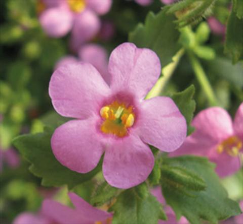 photo of flower to be used as: Pot, patio, basket Bacopa (Sutera cordata) Secrets® Medium Dark Violet Imp