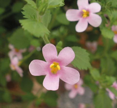 photo of flower to be used as: Pot, patio, basket Bacopa (Sutera cordata) Secrets® Medium Pink