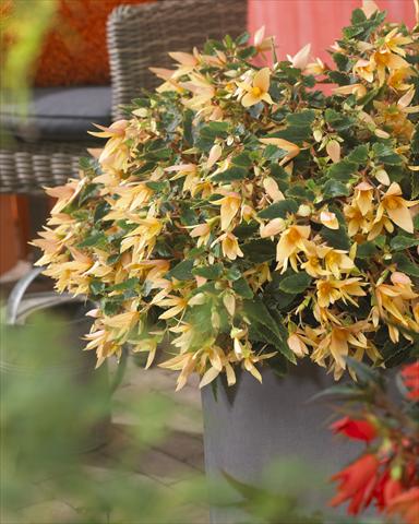 photo of flower to be used as: Bedding pot or basket Begonia boliviensis Crackling Fire® Creamy Yellow